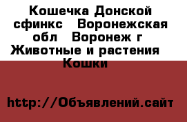 Кошечка Донской сфинкс - Воронежская обл., Воронеж г. Животные и растения » Кошки   